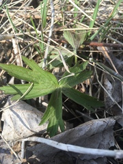Anemonastrum canadense