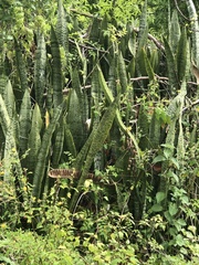Sansevieria trifasciata