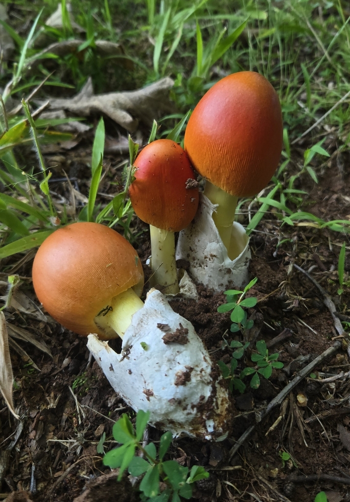 Amanita angelica · June 2026 · photo: Photo: (c) Ben Gruhot, some rights reserved (CC BY) · iNaturalist