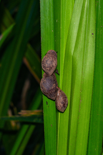 Pythia scarabaeus observed 2026-06-01
