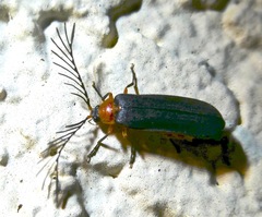 Pterotus obscuripennis