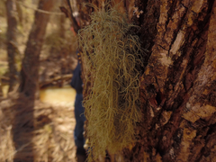Usnea mutabilis