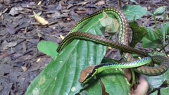 Dendrelaphis formosus