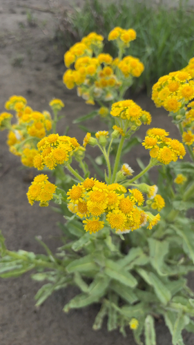 Marsh Fleawort