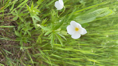 Canada anemone