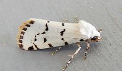 Grotella binda