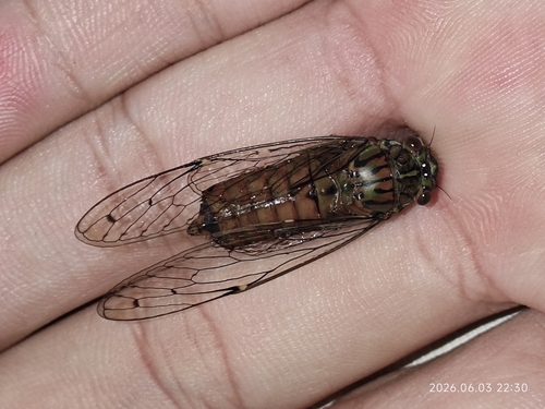 Leptosemia huasipana