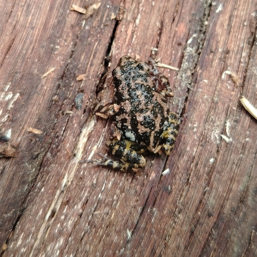 Eleutherodactylus jamesdixoni