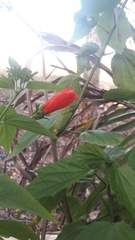 Malvaviscus penduliflorus