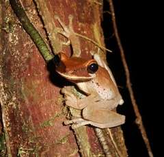 Osteocephalus planiceps