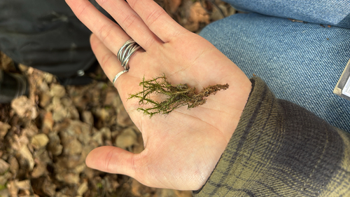 Dicranum acutifolium observed 2026-06-03