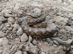 Strauch's Pitviper photo 1