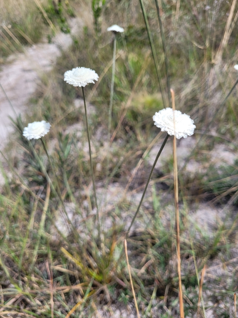 Paepalanthus longibracteatus