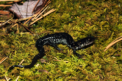 Plethodon ouachitae