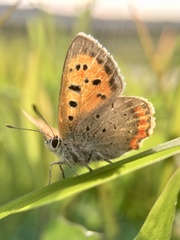 Lycaena phlaeas daimio