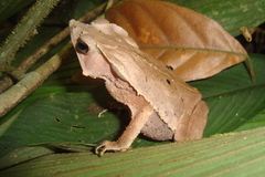 Rhinella dapsilis