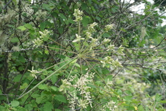 Lomatium dissectum, photograph (c) Murray McGoogan, some rights reserved (CC BY)