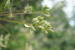 Lomatium dissectum, photograph (c) Murray McGoogan, some rights reserved (CC BY)