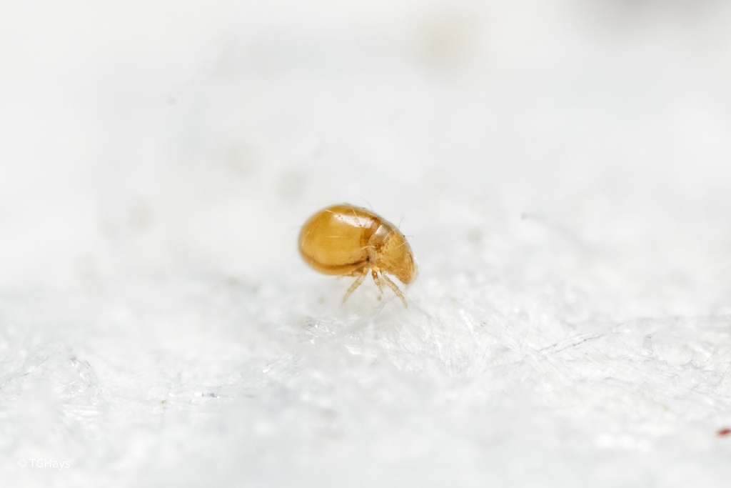 Mesoplophora