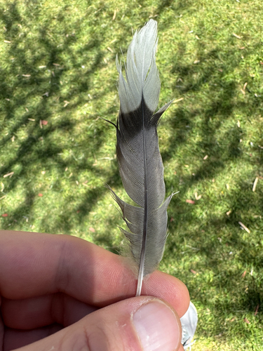 Mourning Dove
