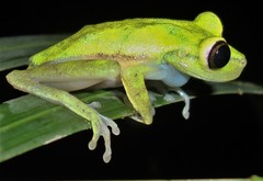 Boana nympha