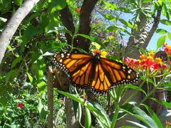 Danaus plexippus plexippus