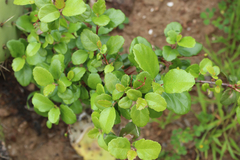 Ribes viburnifolium