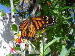 Danaus plexippus plexippus