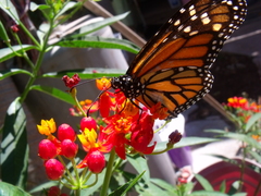 Danaus plexippus plexippus