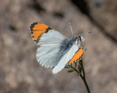 Anthocharis julia sulfuris