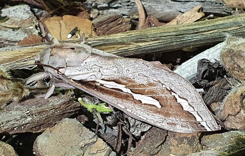 Labyrinthine Ghost Moth