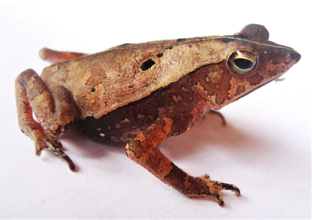 Snouted Toad