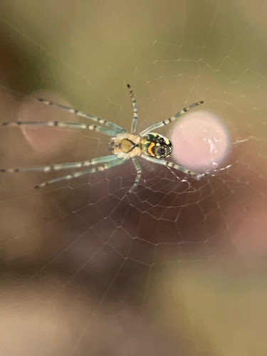 Orchard Orbweaver