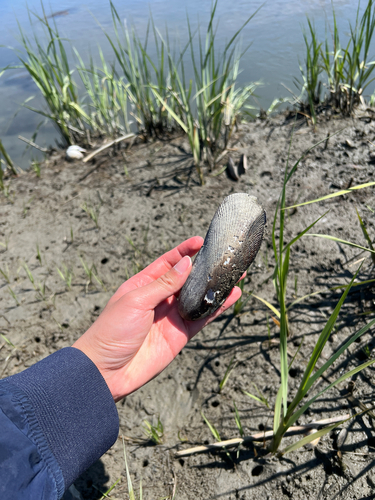 Atlantic Ribbed Mussel