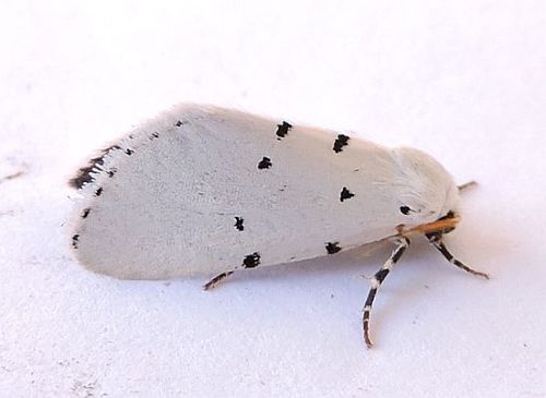Grotella sampita photo 2