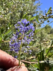 Ceanothus parryi, photograph author not stated, no rights reserved