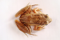 Leptodactylus mystaceus