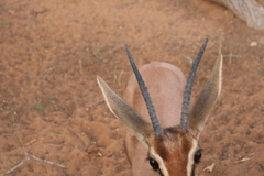 Gazella dorcas