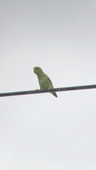 Forpus crassirostris