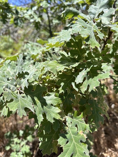 California black oak