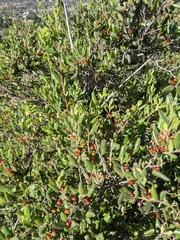 Rhamnus pilosa