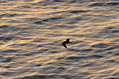 iNaturalist image