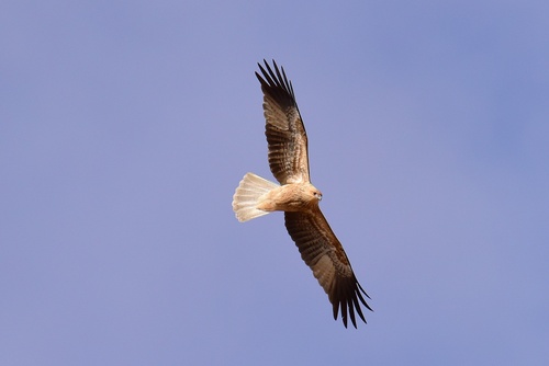 Whistling Kite
