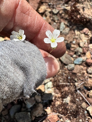 Sabulina douglasii