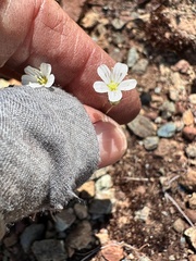 Sabulina douglasii