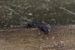 Coleophora multipulvella