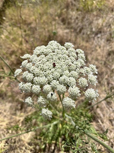 Queen Anne's Lace