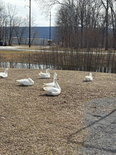 iNaturalist image