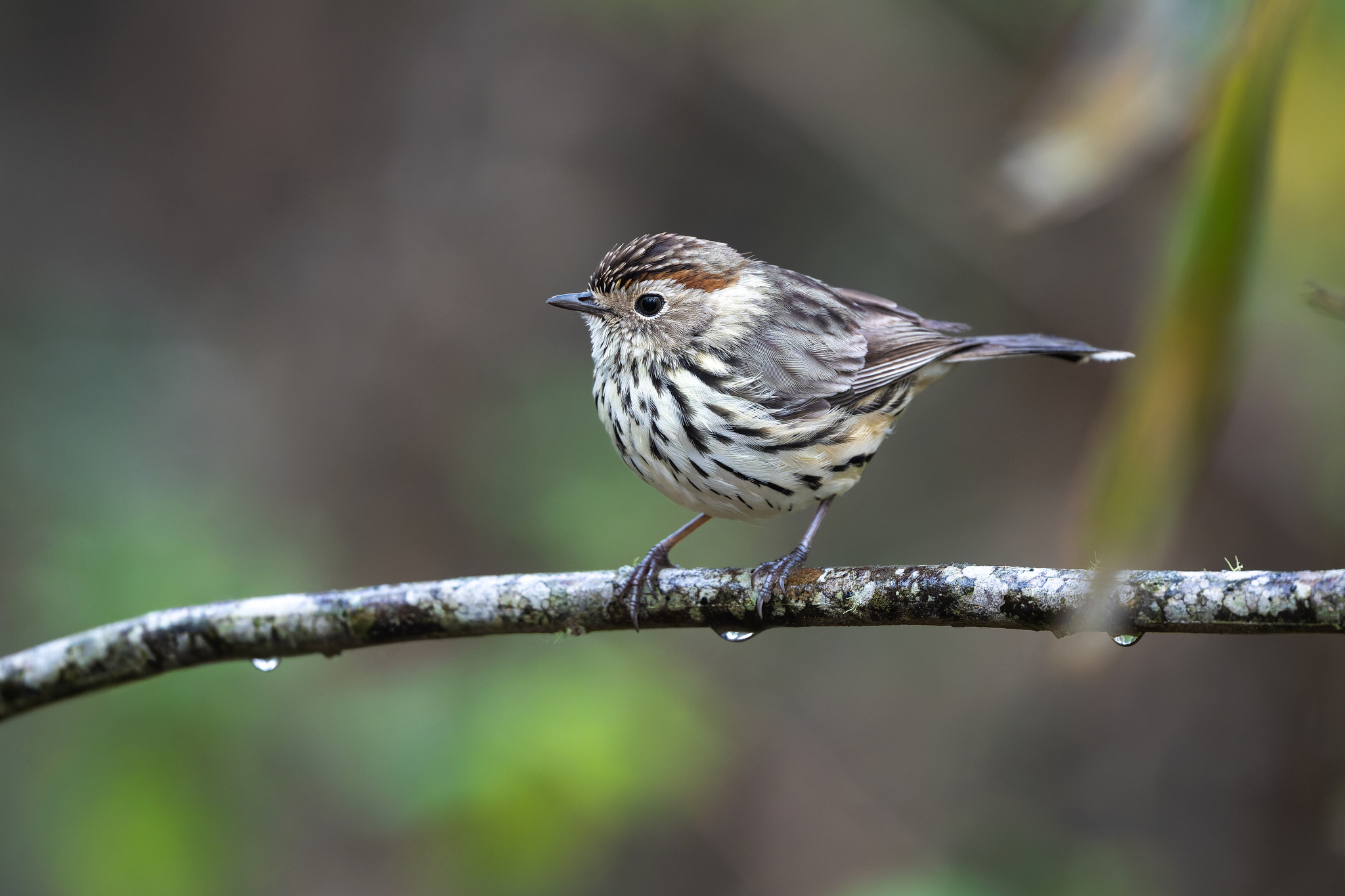 Speckled Warbler (Pyrrholaemus sagittatus), photo 3
