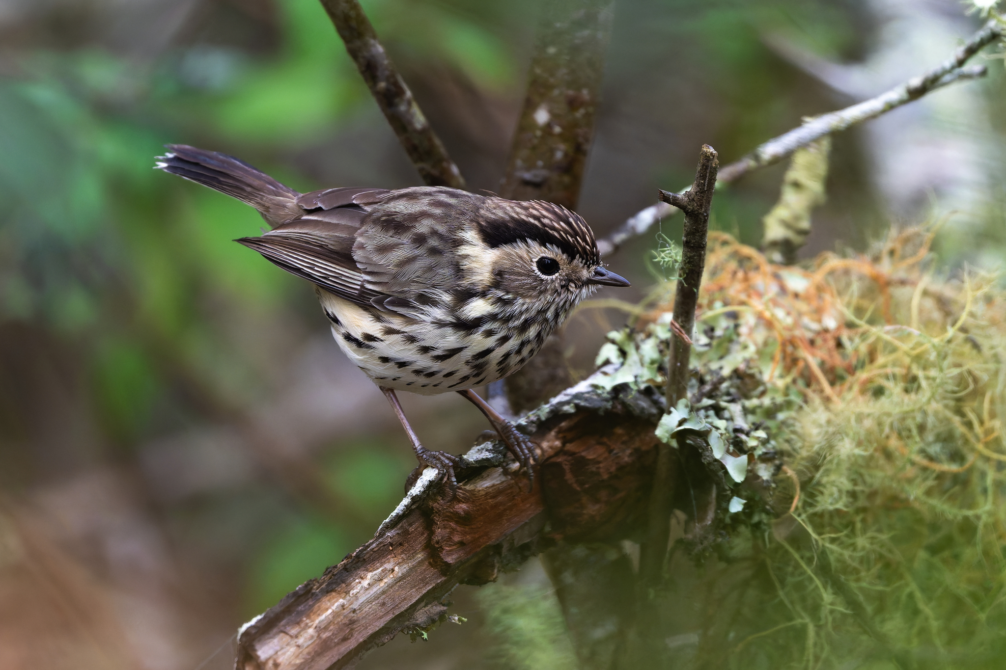 Speckled Warbler (Pyrrholaemus sagittatus), photo 2